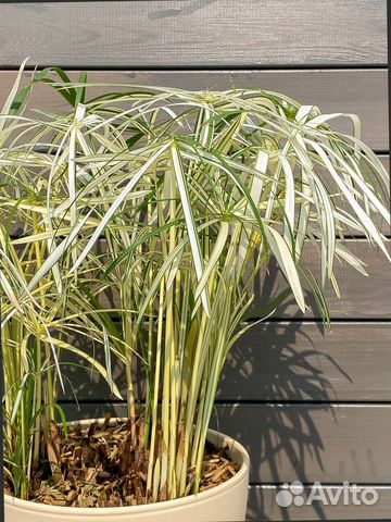 Циперус, папирус, разные виды