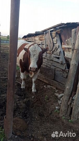 Бык симментальской породы