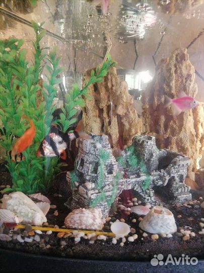Аквариум