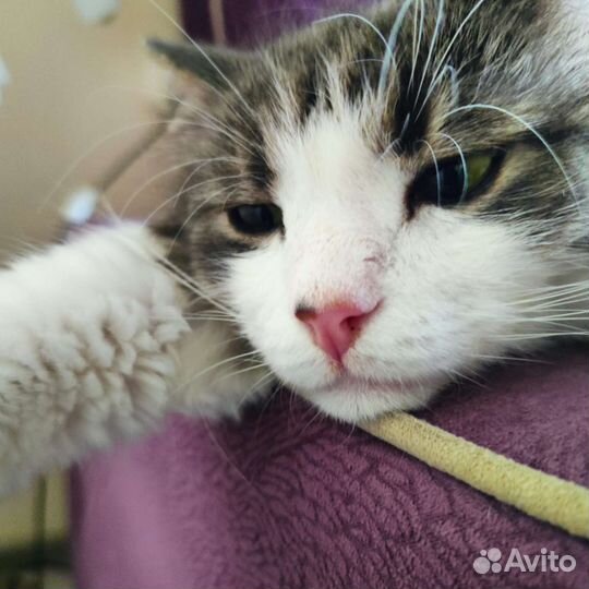 Котик с родинкой на носике