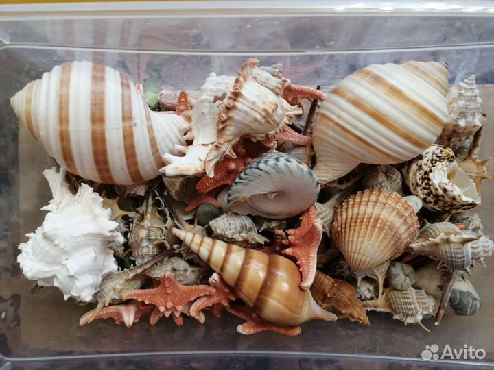 Ракушки и морские звезды из Тайланда