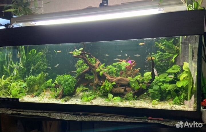 Аквариум 100 литров, под травник