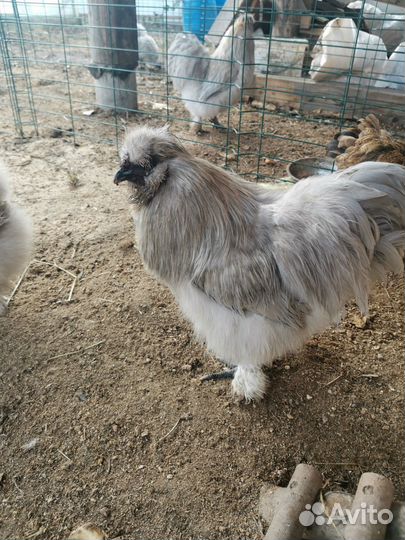 Петух Китайский шёлковый