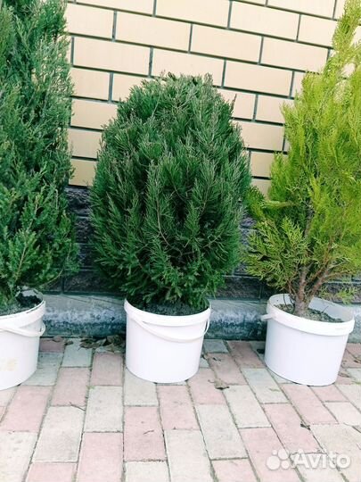 Можжевельник