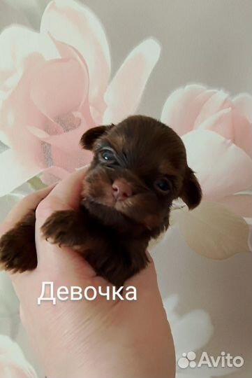 Шоколадный йорк