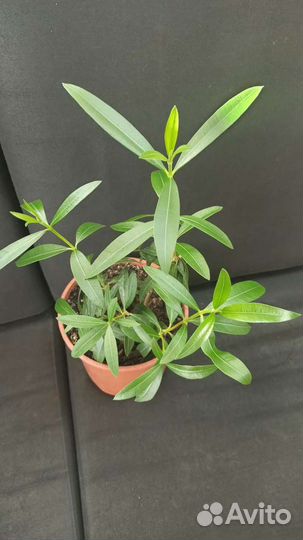 Олеандр кремовый,розовый, белый.Пилея пеперомио