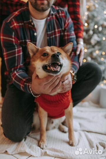 Вязка Сиба Ину