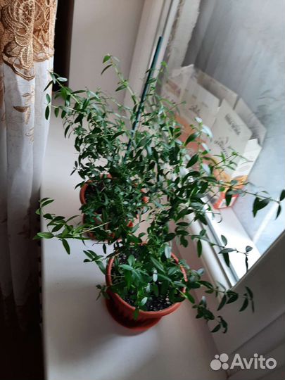 Мирт взрослый