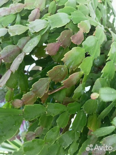 Декабрист шлюмбергера