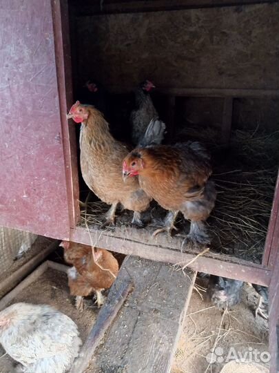 Инкубационное яйцо домашних кур