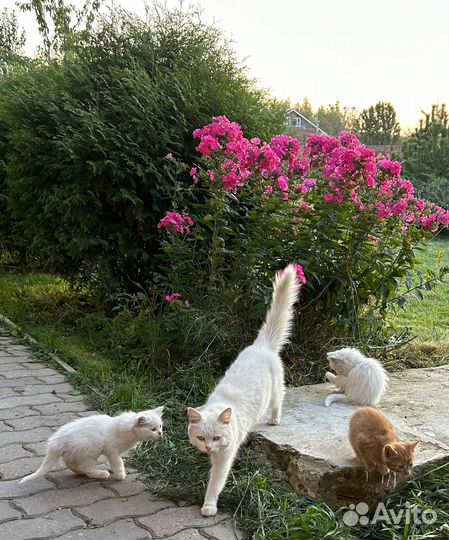 Котята в добрые руки