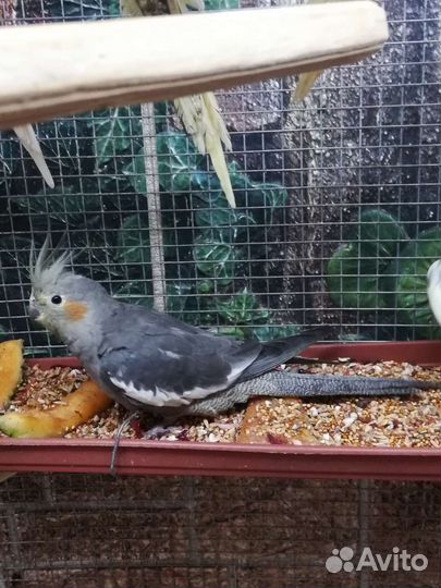 Попугайчики корелла, птенцы и клетка