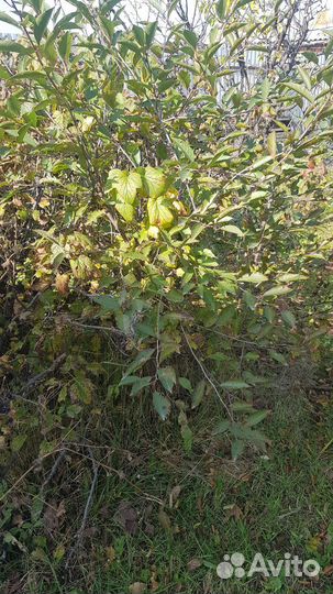 Кусты смородины и вишни