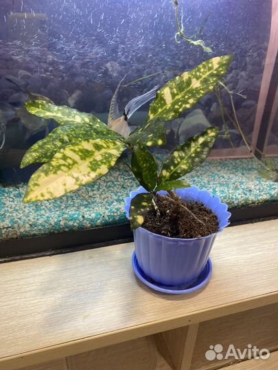 Продам комнатные цветы