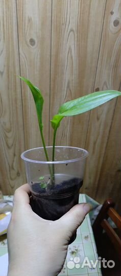 Калла Саншайн