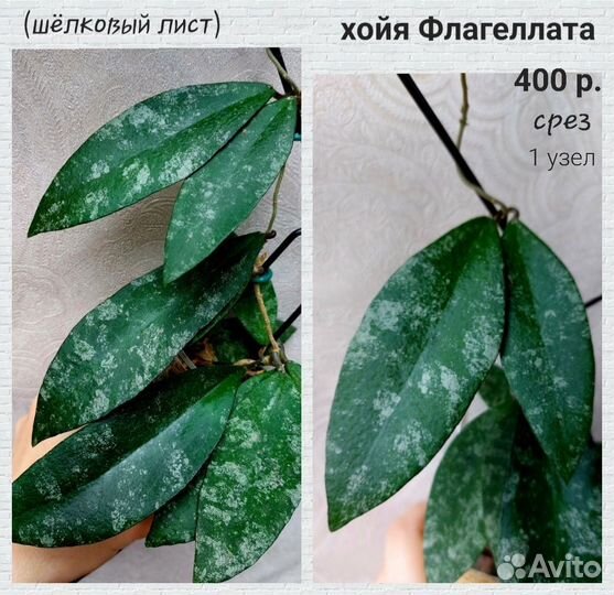 Хойя (3 часть )