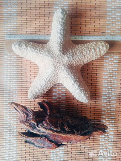 Звезда морская