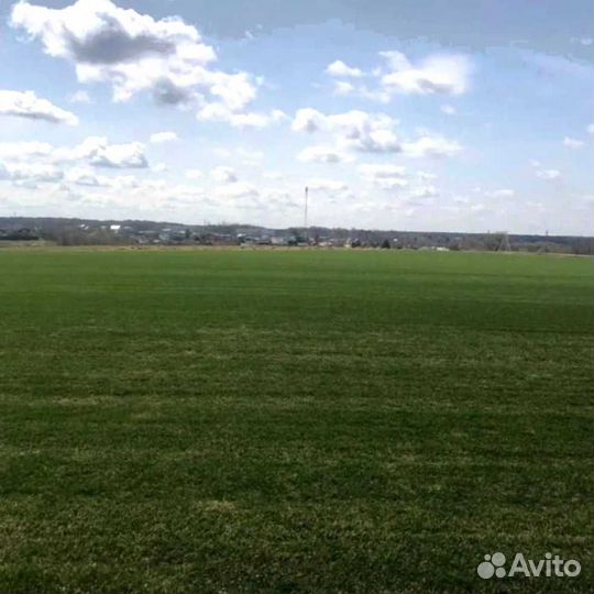 Рулонный газон, посевной газон