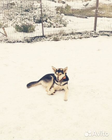 Лолита ищет дом