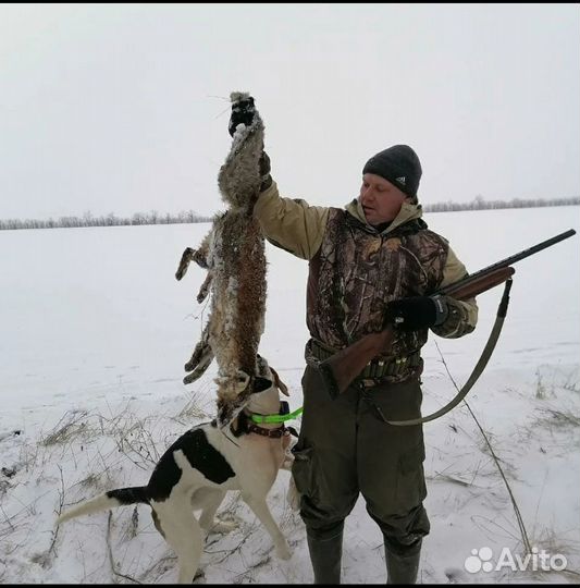 Потерялась собака