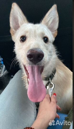 Щенок в добрые руки бесплатно