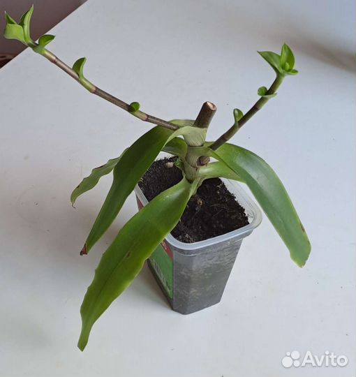 Растение золотой ус