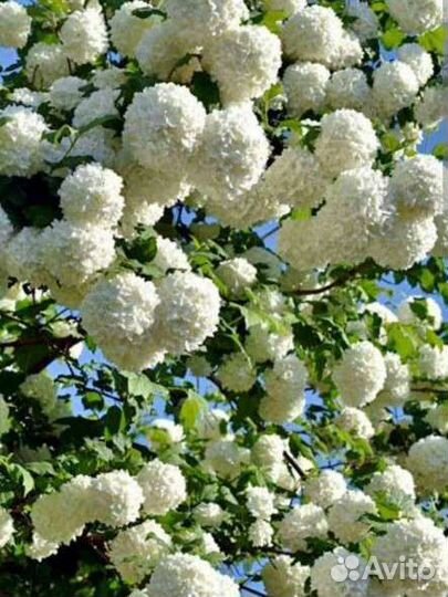 Саженец калины бульденеж