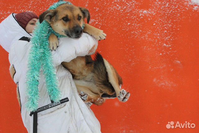 Брошенная преданная Викки ищет новый дом