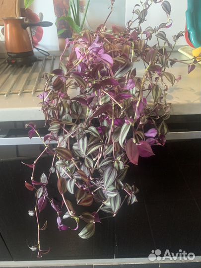 Традесканция зебрина