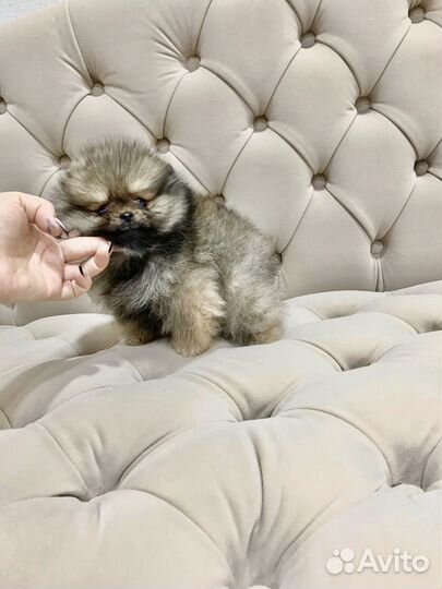 Шпиц мини мишка