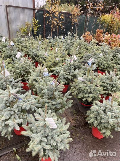 Ель голубая super блю