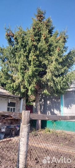 Спил и вывоз деревьев