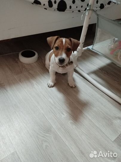 Продам джек рассела