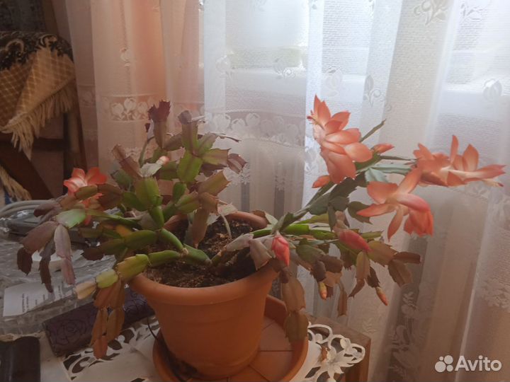 Комнатные цветы