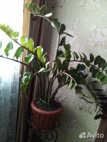 Замиокулькас, долларовое дерево