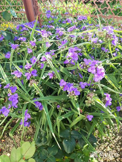 Хлорофитум и традесканции уличные и домашние