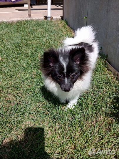 Немецкий шпиц щенки