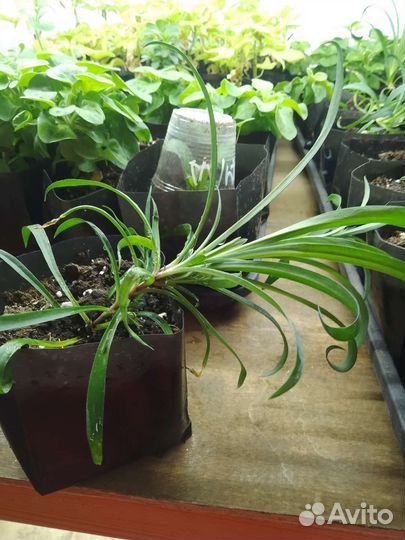 Гвоздика ампельная