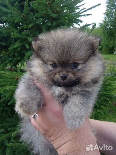 Померанский шпиц мини щенок