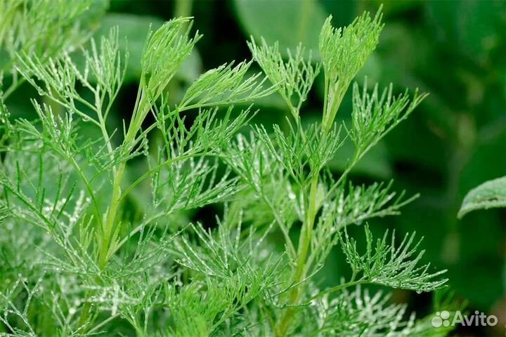 Многолетнее растение для сада полынь Кока кола