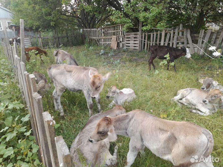 Домашние животные бычки