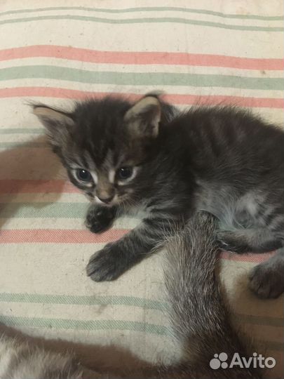 Кошки в добрые руки