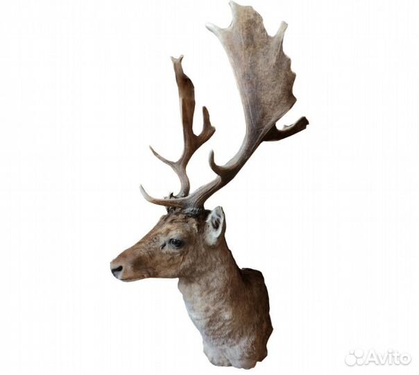 Голова лани