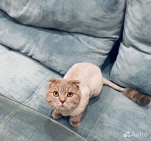 Стрижка кошек выезд на дом