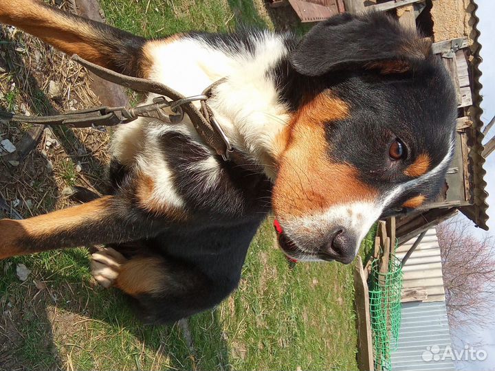 Щенок большой Швейцарский зенненхунд