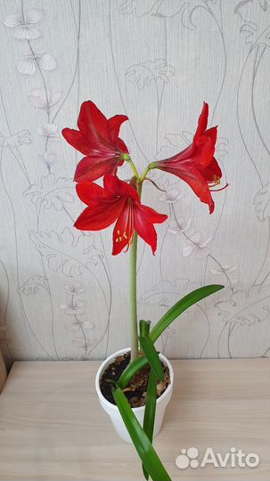 Гиппеаструм Детки