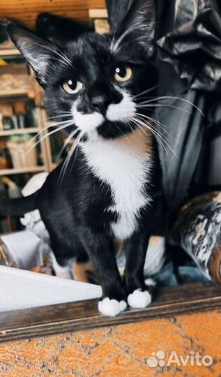 Милый котёнок ищет дом