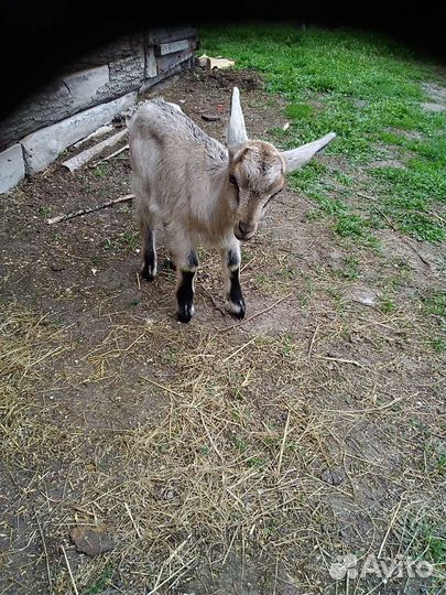 Козлик 5мес
