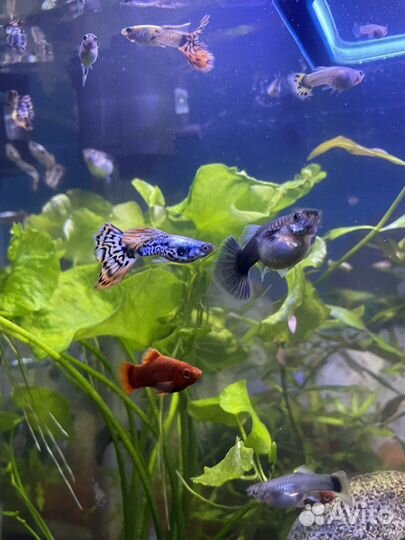 Гуппи и Меченосцы