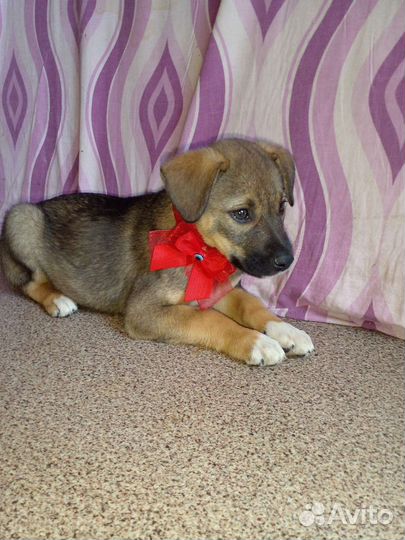 Щенок в добрые руки